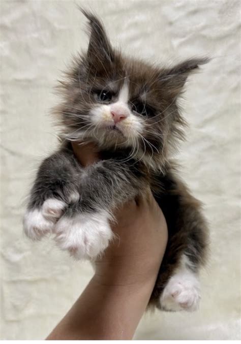 You can also adopt cats or <b>kittens</b> through their free adoption program. . Kittens near me craigslist